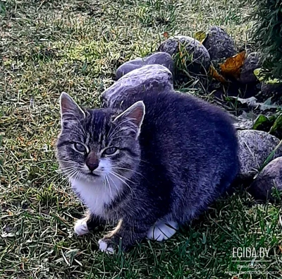 Котенок в дар! Подкидыш! Ищет дом или передержку!