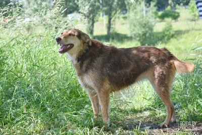 Дана - готова любить весь мир! Собака в дар!