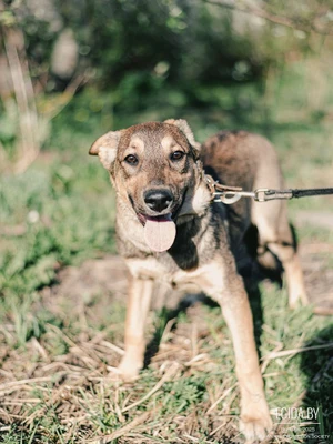 Щенки из Усыпалки в дар!