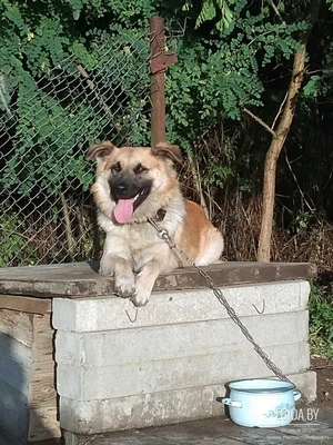 Рыжику очень нужен дом. Собака в дар!