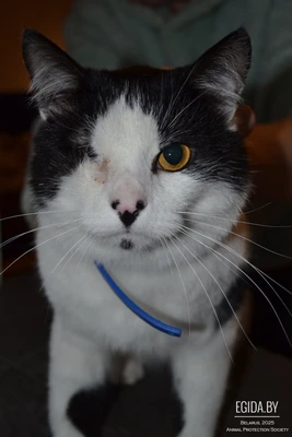 Замечательный и бойкой Анатолий ищет свой дом!