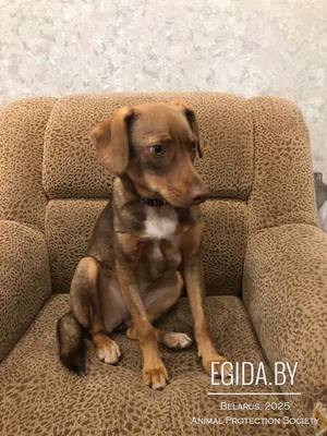 Щенки из леса в дар! Вырастут небольшими!