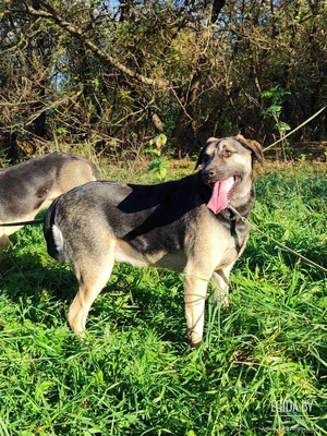 Собака Джесс ищет дом, в дар.