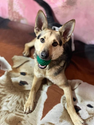 Джонни ищет дом!