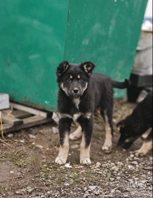 Спасите щенка!