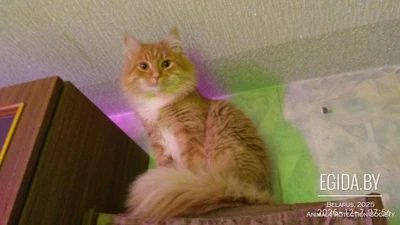 Шикарный Рыжий кот