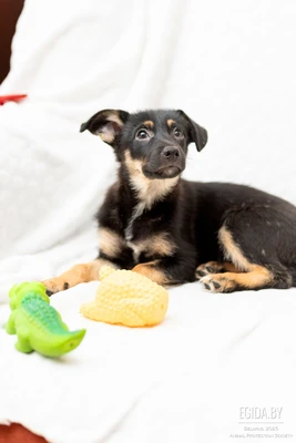 Щенок девочка 3,5 мес, нежная, ласковая Лея в поисках любящей Семьи