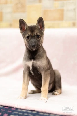 Щенок 3 месяца в дар!