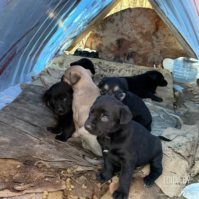 Срочно нужны дома или передержки! Щенок, щенки в дар, sos!