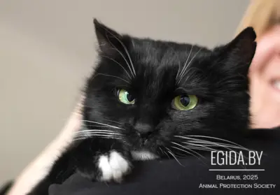 Кошка Тася в дар