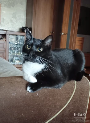 Кошечка в дар