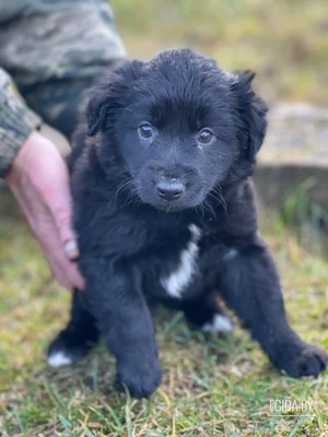 Ласковая малышка Ника, 3 мес, кучерявая, мелкая по размеру, в поисках любящей Семьи