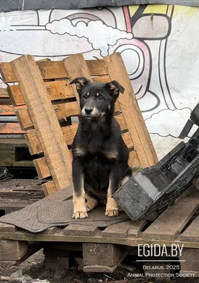 Щенок в дар!