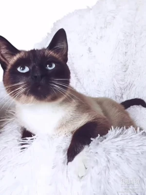 Клеопатра в поисках своей семьи