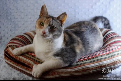 Кошка Сандра в дар, трехцветная