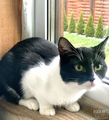 Нежный, ласковый котик Лютик, 6 мес, в поисках любящей Семьи!