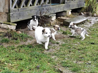 Прекрасные щенята в дар