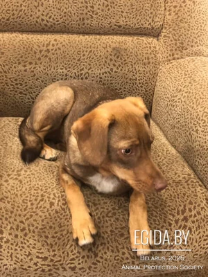 Щенок Алиса в дар!