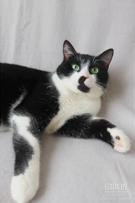 Ласковый кот Феликс в дар