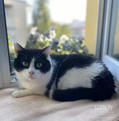 Булочка ищет дом