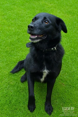 Осиротевший "Шнурок"