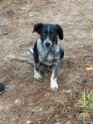 Щенок мальчик Каспер, 3 мес, очень ласковый, послушный, в поисках любящей Семьи