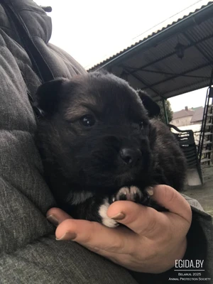 Щенки даром!