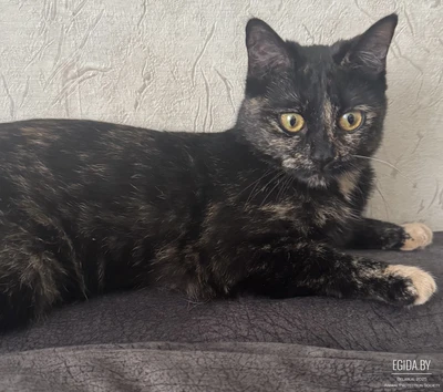 Подобрали кошку, черепашьего окраса