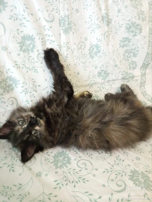 Девочка ищет дом