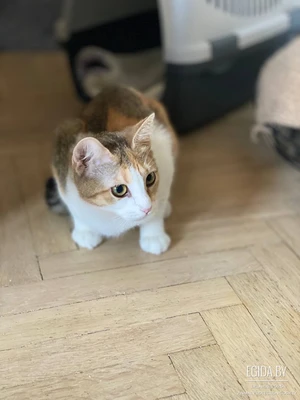 Стефа ищет семью