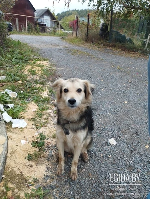 Собака Мишка сирота в дар!