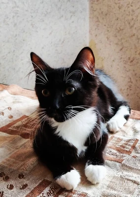 Котенок Болек в дар!