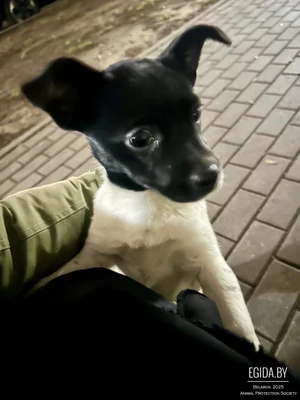 Найдена щенок-девочка, очень ласковая. Ищем дом.