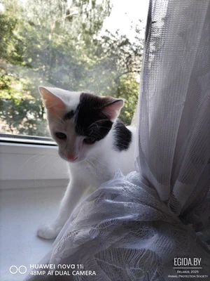 Котенок Лелик в дар! Белый