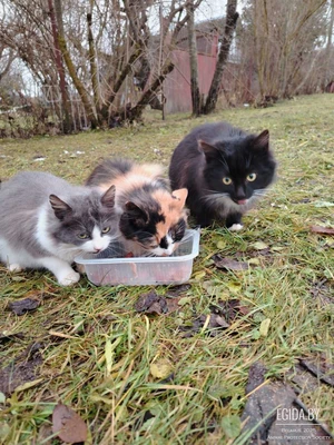 Котята погибают на даче! В дар