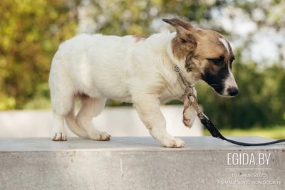 Щенки в дар, щенок