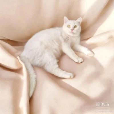 Кошечка Сима в поисках своей семьи