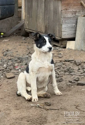 Щенок в дар!