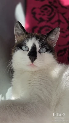 Голубоглазая Сиенна в поиске любящей семьи