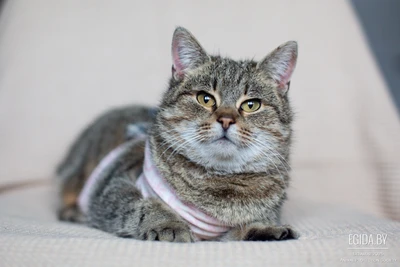 Плюша, молодая кошка ищет дом