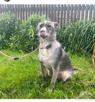 Собака в дар