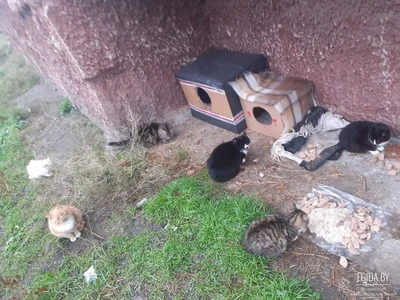 Нужны передержки, дома. Коты в дар, котенок, sos!