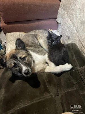 невероятная дружба - котёнок и щенок ищут семью