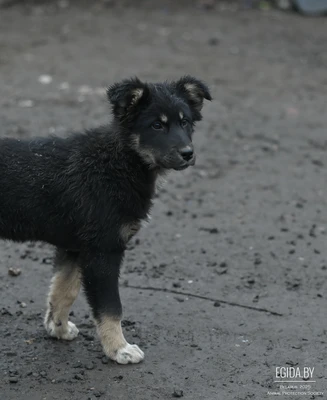 Спасите щенка!