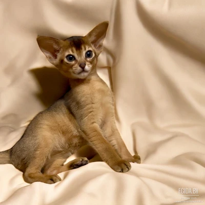 Абиссинский котёнок девочка