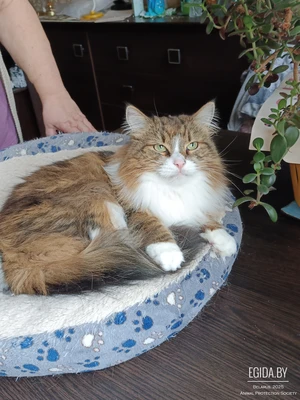 Татоша ищет семью