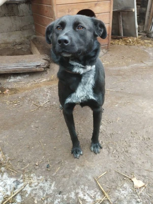 Отдадим в хорошие руки собаку