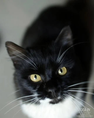 Котик Сашка ждёт твоих МамПап