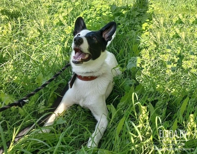 Крепкий мальчик Олаф