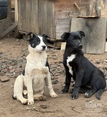 Щенок в дар!